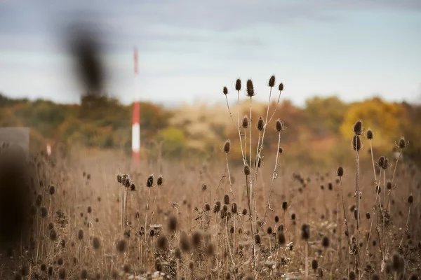 field of teasels